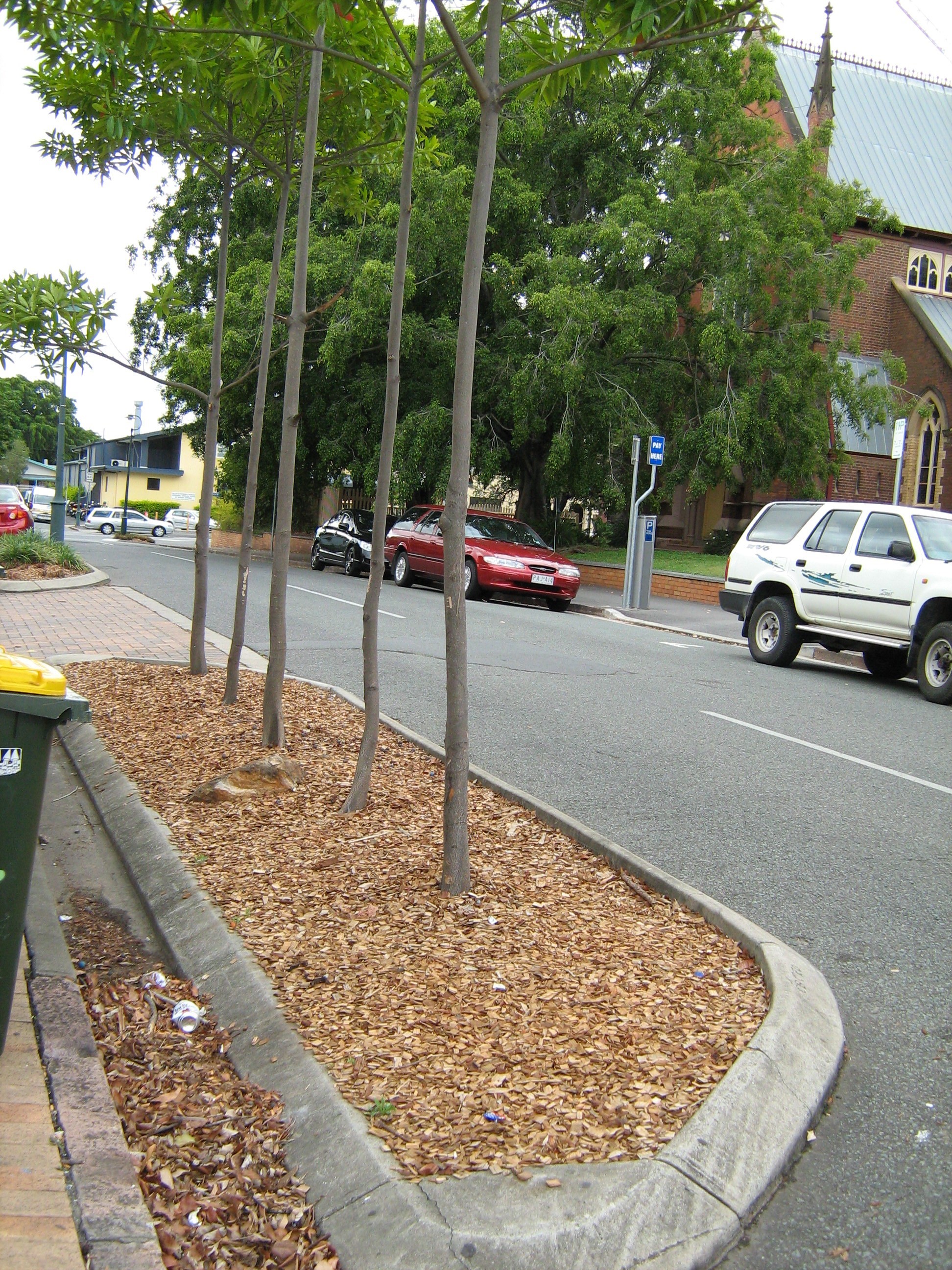 This is an image of the heritage place known as Church Street Memorial Trees