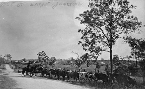 This is an image of Driving cattle along Rose Street, Eagle Junction, Brisbane, Queensland, ca. 1910