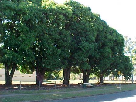 This is an image of the Former Blinzinger farm mango trees planted in a row along Tufnell Road